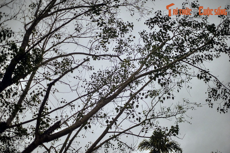 Có thể nói, cây bồ đề chùa Một Cột là một biểu tượng cho tình hữu nghị bền vững giữa Việt Nam và Ấn Độ. Sau hơn 6 thập niên sinh trưởng ở Hà Nội, cây đã đạt đến vóc dáng cao lớn, với chiều cao khoảng 20 mét, gốc to cỡ ba người ôm. Tán cây vươn rộng, xanh tốt.