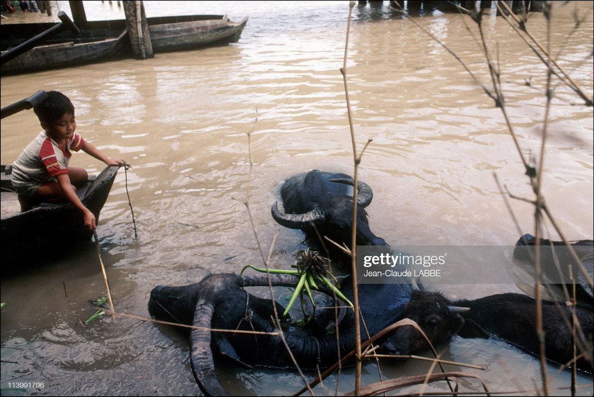 Cậu bé ngồi trên thuyền, cạnh đó là những con trâu đang đầm mình dưới nước.