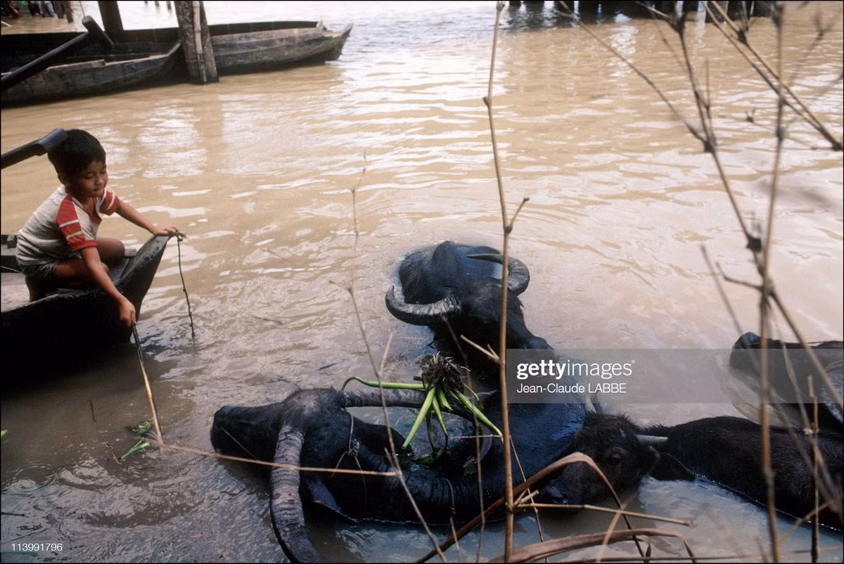 Cậu bé ngồi trên thuyền, cạnh đó là những con trâu đang đầm mình dưới nước.