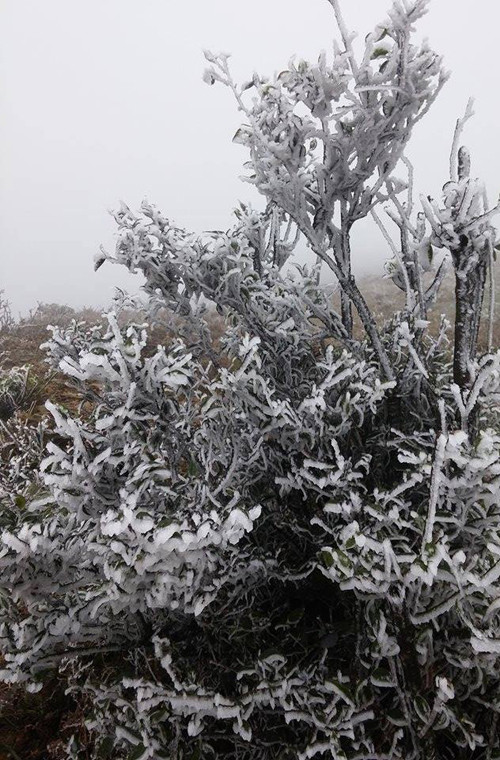 Là một trong những điểm đầu tiên của Việt Nam đón gió mùa đông bắc, lại nằm ở độ cao lớn so với mực nước biển nên Mẫu Sơn thường xuyên chịu cảnh băng giá trong hầu hết các đợt không khí lạnh mạnh. Nguồn ảnh: Fanpage Tin nóng Lạng Sơn