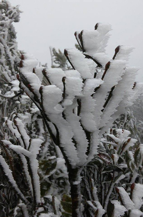 Không chỉ băng giá, lúc này ở Mẫu Sơn gió thổi rất mạnh (tốc độ ước tính 60km/h). Nguồn ảnh: Fanpage Tin nóng Lạng Sơn