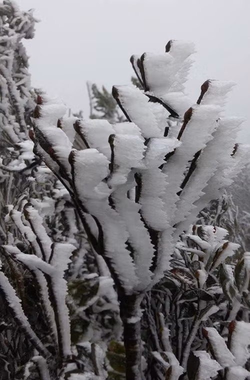Không chỉ băng giá, lúc này ở Mẫu Sơn gió thổi rất mạnh (tốc độ ước tính 60km/h). Nguồn ảnh: Fanpage Tin nóng Lạng Sơn