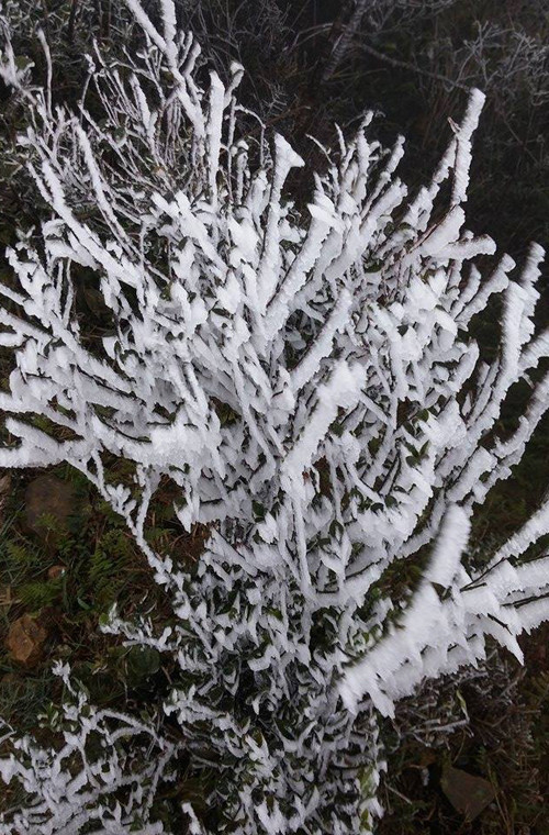 Theo TTDBKTTVTW, trong những ngày tới khả năng cao Sa Pa, Đồng Văn cũng có thể xuất hiện băng tuyết. Nguồn ảnh: Fanpage Tin nóng Lạng Sơn