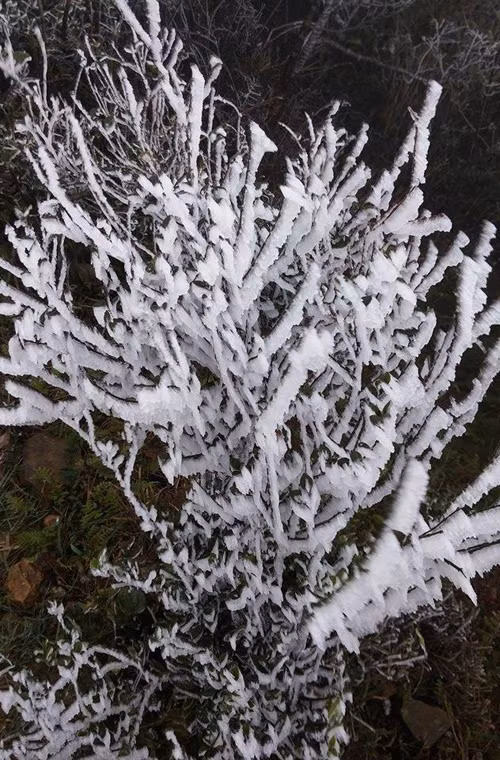 Theo TTDBKTTVTW, trong những ngày tới khả năng cao Sa Pa, Đồng Văn cũng có thể xuất hiện băng tuyết. Nguồn ảnh: Fanpage Tin nóng Lạng Sơn