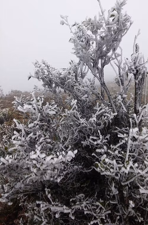 Là một trong những điểm đầu tiên của Việt Nam đón gió mùa đông bắc, lại nằm ở độ cao lớn so với mực nước biển nên Mẫu Sơn thường xuyên chịu cảnh băng giá trong hầu hết các đợt không khí lạnh mạnh. Nguồn ảnh: Fanpage Tin nóng Lạng Sơn