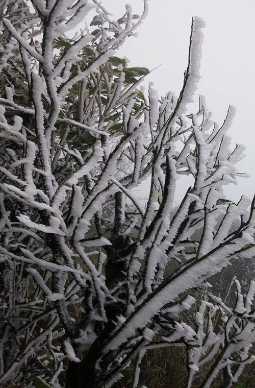 Băng tuyến bám dày tất cả các cây trồng trên đỉnh Mẫu Sơn. Nguồn ảnh: Fanpage Tin nóng Lạng Sơn