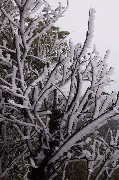 Băng tuyến bám dày tất cả các cây trồng trên đỉnh Mẫu Sơn. Nguồn ảnh: Fanpage Tin nóng Lạng Sơn