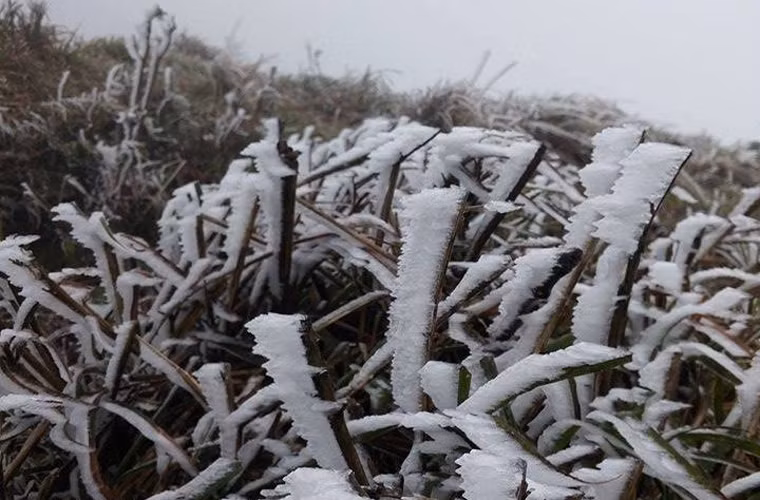 Băng tuyết cộng gió thổi mạnh khiến Mẫu Sơn trở thành nơi lạnh nhất Việt Nam hiện nay. Nguồn ảnh: Fanpage Tin nóng Lạng Sơn