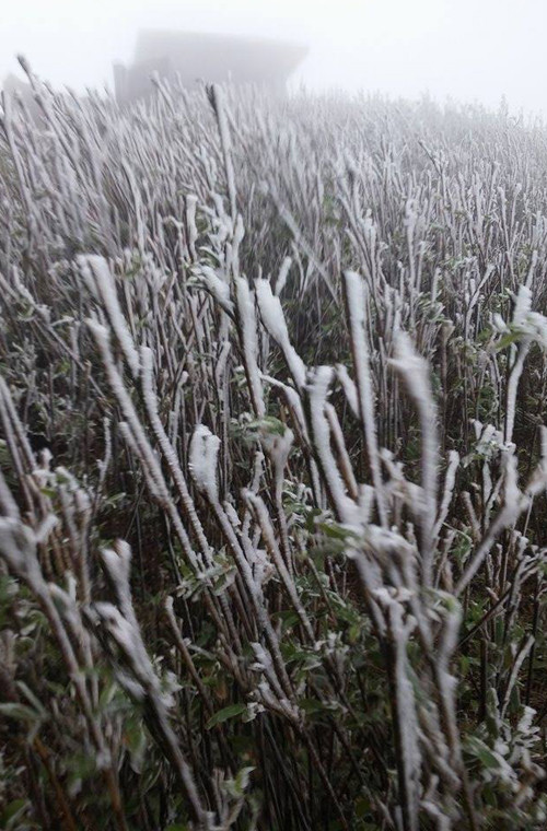 Băng tuyết phủ kín hầu hết cành cây, ngọn cỏ tạo nên cảnh tượng trắng xóa. Nguồn ảnh: Fanpage Tin nóng Lạng Sơn