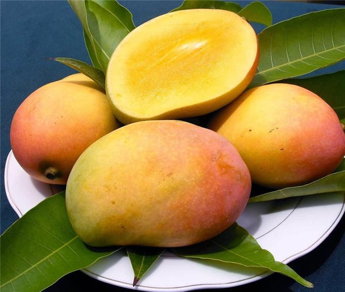 Đặc biệt, hạt xoài còn có tác dụng chống tiêu chảy do nó có các đặc tính làm ức chế sự phát triển của khuẩn tụ cầu vàng. Ảnh: vietbao.