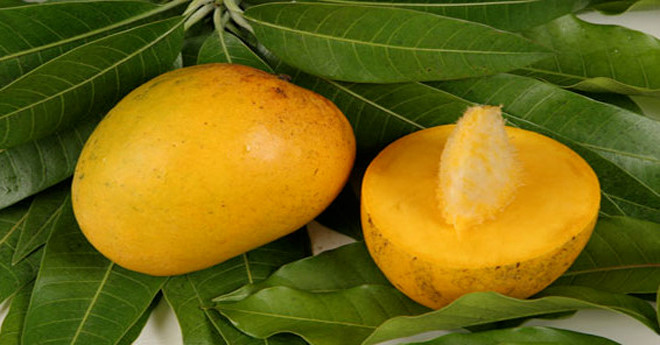 Hạt xoài có tác dụng chăm sóc da, làm chậm quá trình lão hóa, giảm sẹo mụn, đốm đồi mồi và nếp nhăn. Ảnh: baovinhlong.