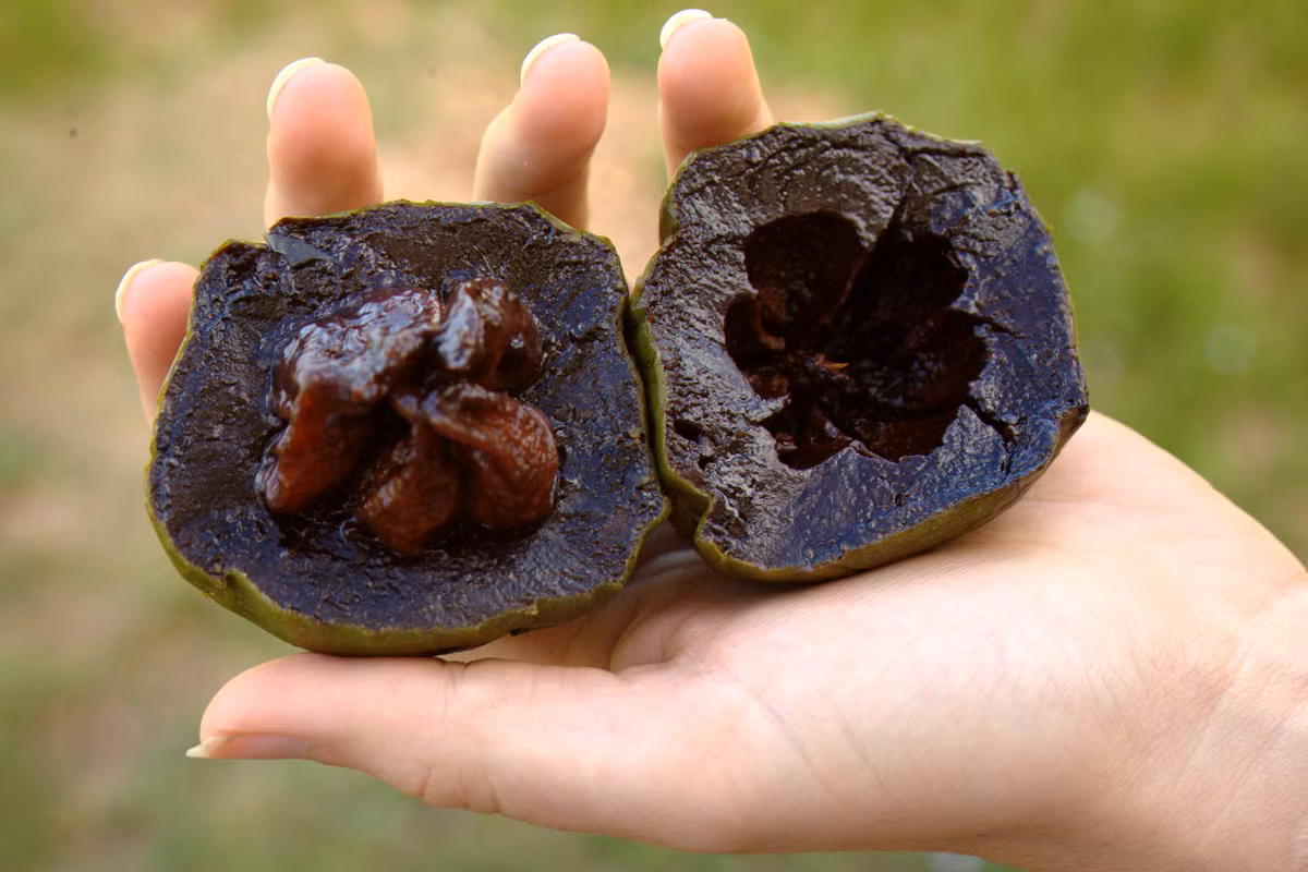 Các chất chống oxy hóa có trong quả hồng đen còn đóng vai trò quan trọng trong xây dựng hệ thống miễn dịch cho cơ thể. Ảnh: nscf.