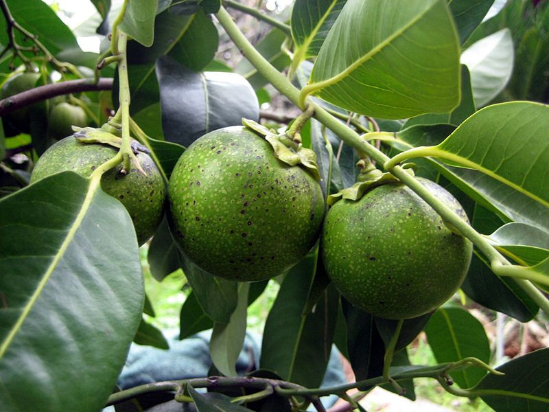 Hồng đen chứa rất nhiều kali. Đây là khoáng chất thiết yếu hỗ trợ quá trình điều chỉnh cân bằng chất lỏng, co thắt cơ tim cùng các tín hiệu của hệ thần kinh. Ảnh: lushplants.