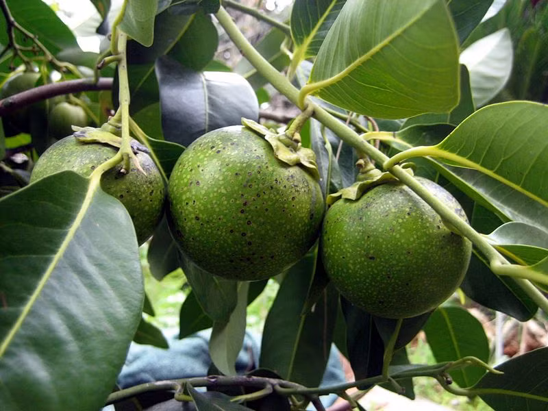 Hồng đen chứa rất nhiều kali. Đây là khoáng chất thiết yếu hỗ trợ quá trình điều chỉnh cân bằng chất lỏng, co thắt cơ tim cùng các tín hiệu của hệ thần kinh. Ảnh: lushplants.