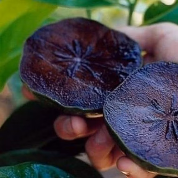 Đặc biệt, trong hồng đen còn chứa nhiều chất xơ giúp cải thiện hệ tiêu hóa và ngăn ngừa bệnh táo bón. Ảnh: finedininglovers.