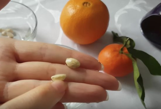 Trong hạt cam có chứa hợp chất D-limonene giúp hạn chế và ngăn ngừa sự xuất hiện của ung thư phổi, ung thư da và thậm chí là ung thư vú. Ảnh: thewhoot.