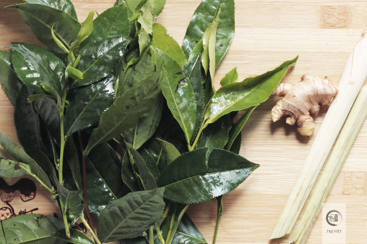 Bạn chỉ cần nhai một vài lá trà xanh trong 5 phút sau đó súc miệng lại, thực hiện ba lần một ngày triệu chứng ê buốt răng sẽ giảm đáng kể. Ảnh: traviet.