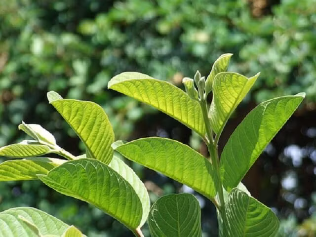 Khi bị ê buốt răng, bạn có thể sử dụng lá ổi. Đây được xem là bài thuốc truyền thống này đặc biệt hiệu quả trong việc chữa các cơn đau buốt do răng nhạy cảm gây ra. Ảnh: nilp.