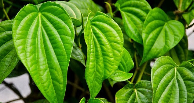 Để làm hồng vùng kín từ lá trầu không, chanh và muối, bạn thực hiện như sau: rửa sạch lá trầu không và vò nát. Sau đó, đun 2 lít nước, khi nước sôi thì trút hết lá trầu không vào nồi. Ảnh: benhvienhungvuong.