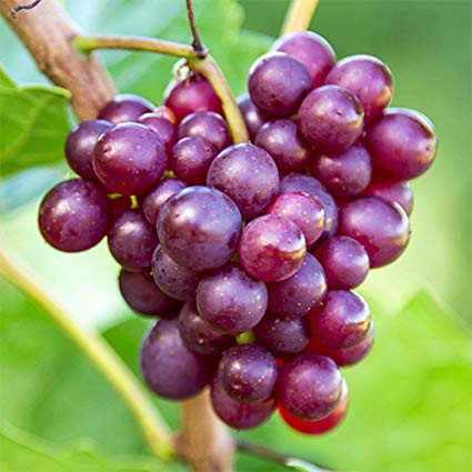 Trong khi đó, quả nho chứa flavonoid có khả năng chống oxy hóa mạnh mẽ, đồng thời giúp cơ thể đào thải độc tố, loại bỏ những tác nhân gây hại cho tuyến giáp. Ảnh: amazon.