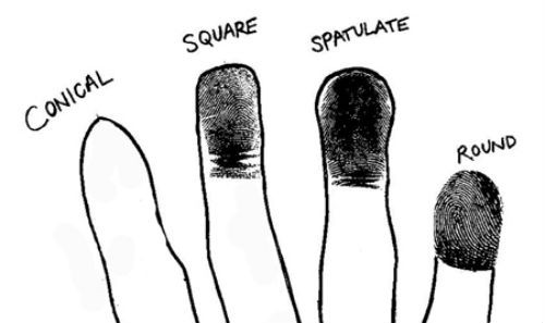 Các ngón tay có dạng hình nón là người giàu cảm xúc và có tài năng nghệ thuật. Những người này đặc biệt nhạy cảm với thiên nhiên. Ảnh: Markseltman.