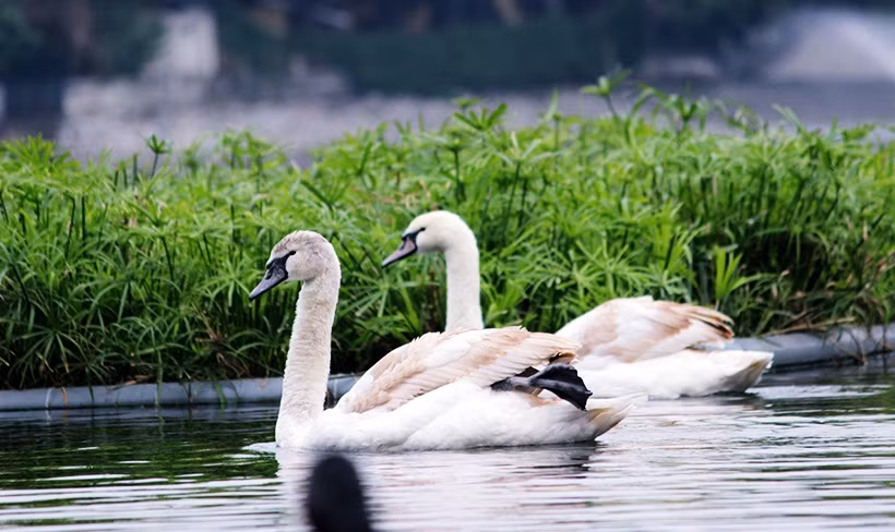 Được biết đàn thiên nga này được đưa về từ Bỉ.