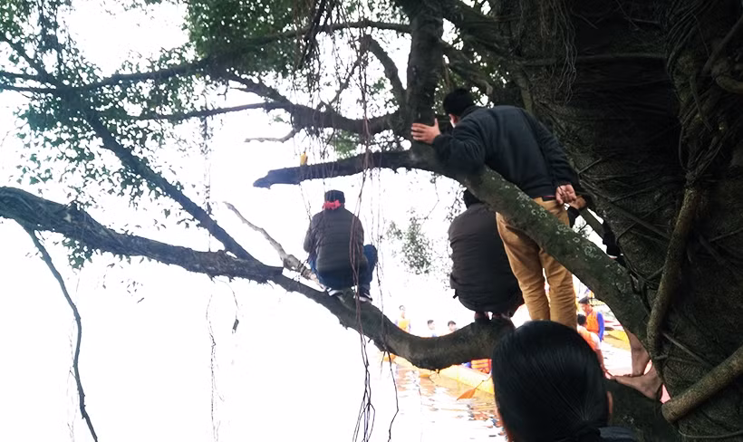 Đủ tư thế đứng, ngồi trên cành cây để xem đua thuyền rồng ở hồ Tây.