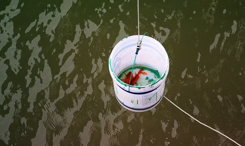 Cá chép được đi "thang máy" xuống sông Hồng.