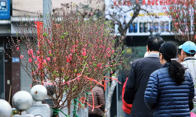 "Năm nào gia đình chúng tôi cũng đợi đến chiều 29 Tết hoặc sáng 30 Tết mới đi mua đào, vì thường chủ hàng sẽ giảm xuống, mua trong hai ngày này giá mềm hơn", bà Nguyễn Thị Hoa (56 tuổi, ở Thái Hà, Hà Nội) chia sẻ.