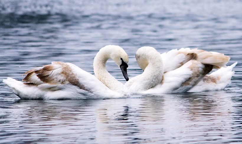 Trong khi đó, xác nhận với báo chí, lãnh đạo Công ty TNHH MTV Thoát nước Hà Nội cũng cho biết, lý do chuyển đàn thiên nga là do một số nhà khoa học phản đối việc này. Sau khi thả thiên nga xuống Hồ Gươm, các nhà khoa học cho rằng nơi đây là chốn linh thiêng, gắn liền với truyền thuyết rùa vàng, thả loài động vật gì cũng phải nghiên cứu thận trọng.