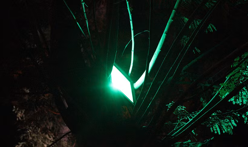 Đèn chiếu sáng thẳng xuống phía mặt nước hồ Thiền Quang, nơi có đàn thiên nga đang tung tăng bơi lội.