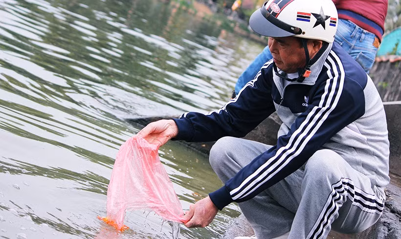 Từ sáng sớm ngày 8/2 (tức 23 tháng Chạp âm lịch), nhiều người dân Thủ đô Hà Nội đã mang cá chép ra sông, hồ để thả tiễn ông Công ông Táo về trời.