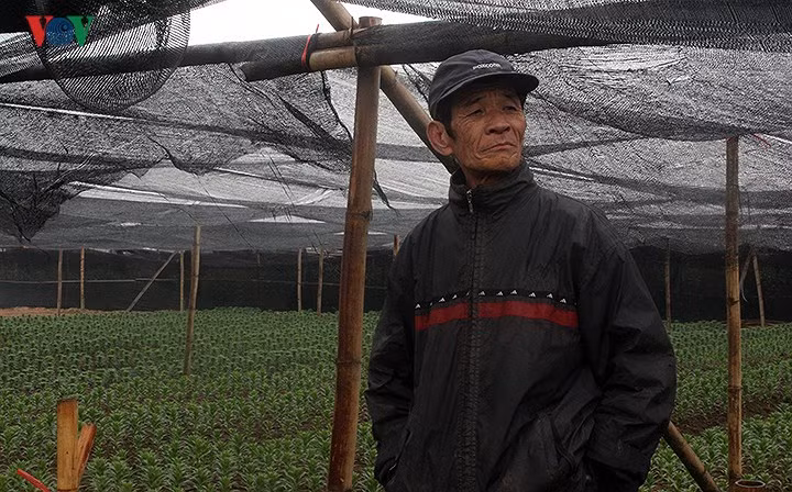 Ông Tuynh cho biết, không chỉ gia đình ông mà nhiều hộ dân khác cũng đang gặp khó khăn bởi hoa ly nở muộn, rớt giá.