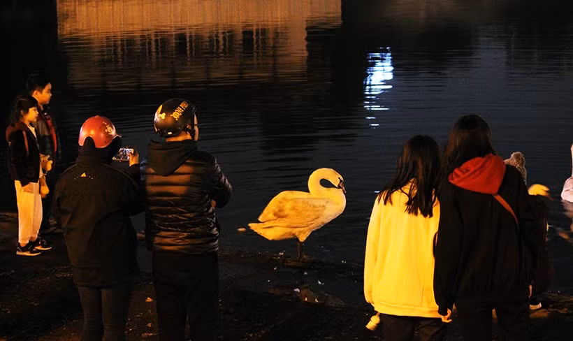 Khoảng 21h ngày 7/2, nhiều người dân Hà Nội bất ngờ kéo nhau đến hồ Thiền Quang (Hà Nội) rất đông để được tận mắt nhìn thấy đàn thiên nga 12 con tung tăng bơi lội dưới nước.