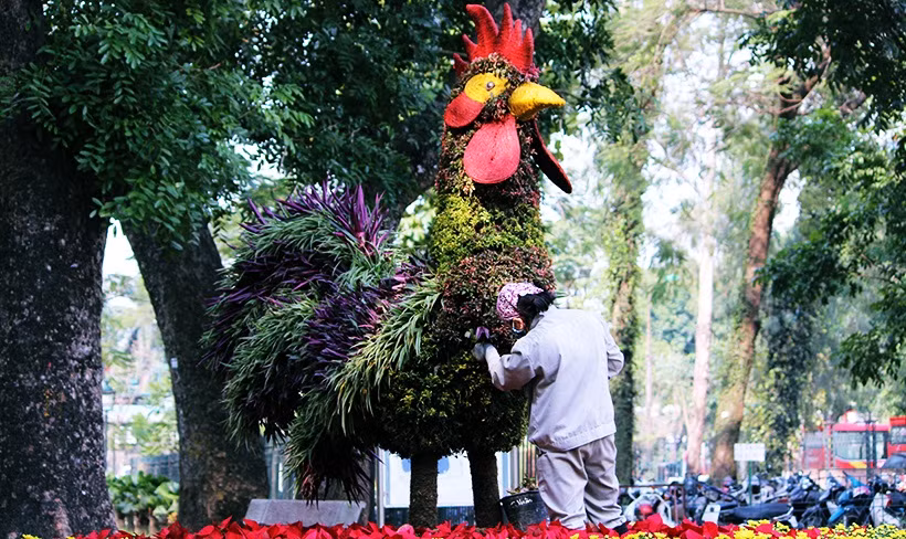 Một chú gà trống được đặt ngay cạnh một bên cửa ra vào ở công viên Thống Nhất.