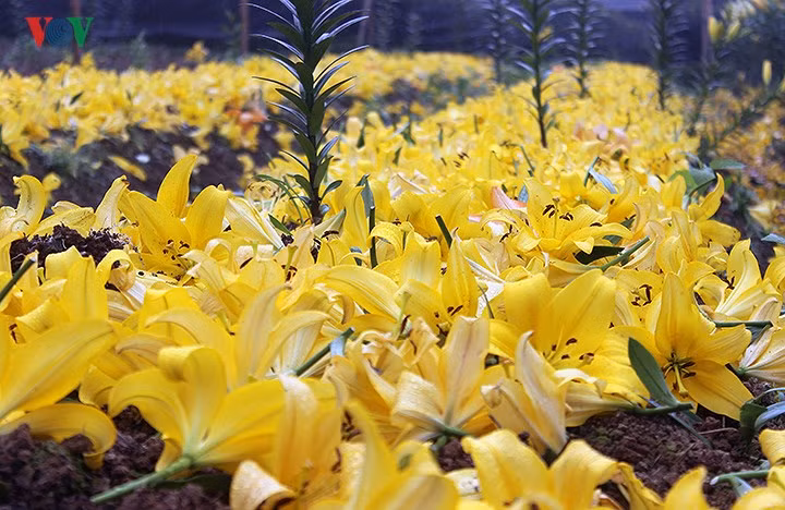 Những bông hoa ly vàng nở sớm bị cắt bỏ vàng rực thửa ruộng.