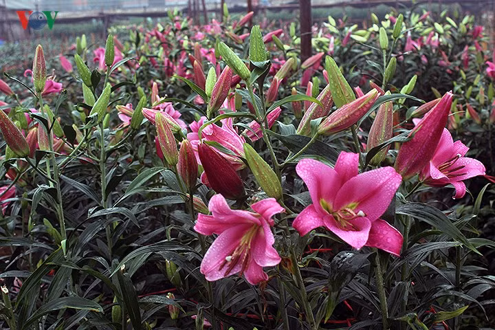 Ngày 25/2, theo ghi nhận của phóng viên tại cánh đồng hoa Hạ Mỗ, Đan Phượng, Hà Nội- nơi được người dân làng hoa Tây Tựu (Bắc Từ Liêm, Hà Nội) chọn làm đất trồng hoa mở rộng - người trồng hoa đang hối hả thu hoạch hoa ly nở muộn sau Tết.