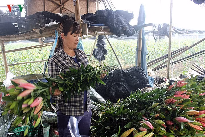 Chị Đỗ Thị Sang chia sẻ, gia đình chị vốn ở Tây Tựu, Từ Liêm, nhưng thuê đất trồng hoa tại đồng Hạ Mỗ, Đan Phượng. Gia đình chị có tổng diện tích 5 sào hoa ly trồng phục vụ Tết, nhưng chỉ có non nửa số này kịp nở dịp Tết, số còn lại bắt đầu nở rộ từ mùng 2 Tết, khiến gia đình chị thiệt hại lớn.