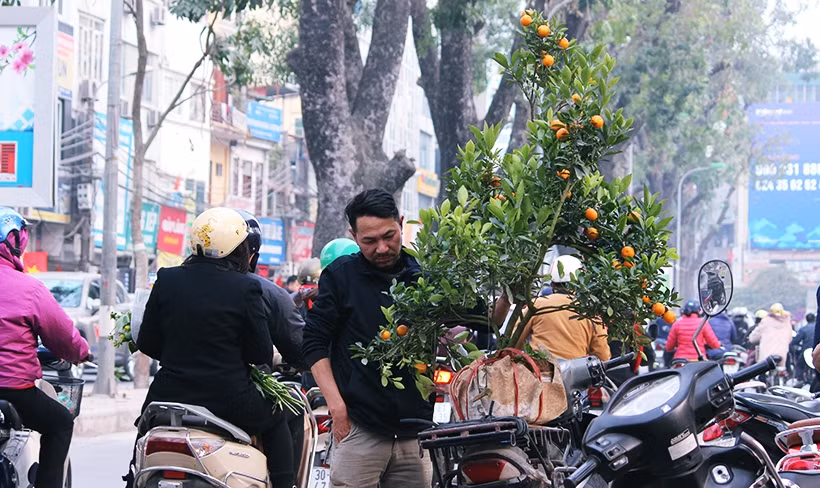 Những cây quất nhỏ như thế này được bán với giá khoảng 300 nghìn đồng vào chiều ngày 29 Tết.