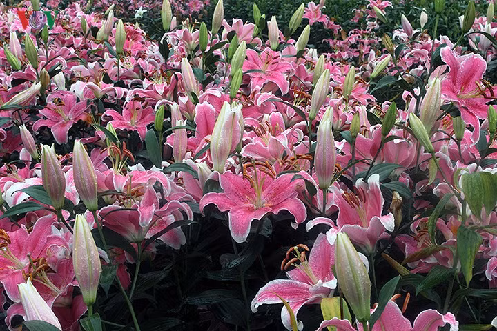 Ông Tuynh chia sẻ, từ mùng 1 Tết, thời tiết ấm dần, hoa bắt đầu nở rộ. Tuy nhiên thời điểm này, nhu cầu chơi hoa không còn nhiều như trước Tết, dẫn đến giá hoa tụt dốc mạnh. Đến nay, gia đình ông vẫn có hơn 2 sào hoa ly đỏ nở rộ, phải bỏ không thể thu hoạch.