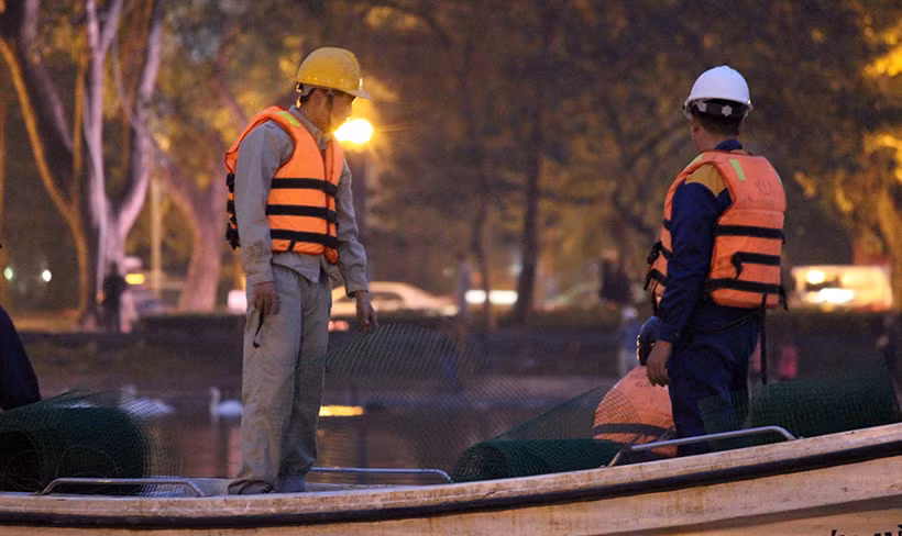 Những thảm nhựa lưới màu xanh được các công nhân cắt ra theo tỷ lệ phù hợp để quây đàn thiên nga giữa hồ.