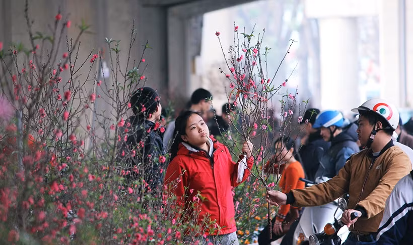 Trong khi đó, tại các điểm bán đào, chủ hàng cũng đồng loạt giảm giá để "xả hàng".