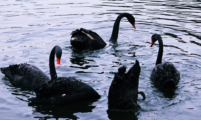 Đàn thiên nga thoải mái bơi lội xung quanh hồ Thiền Quang (Hà Nội).