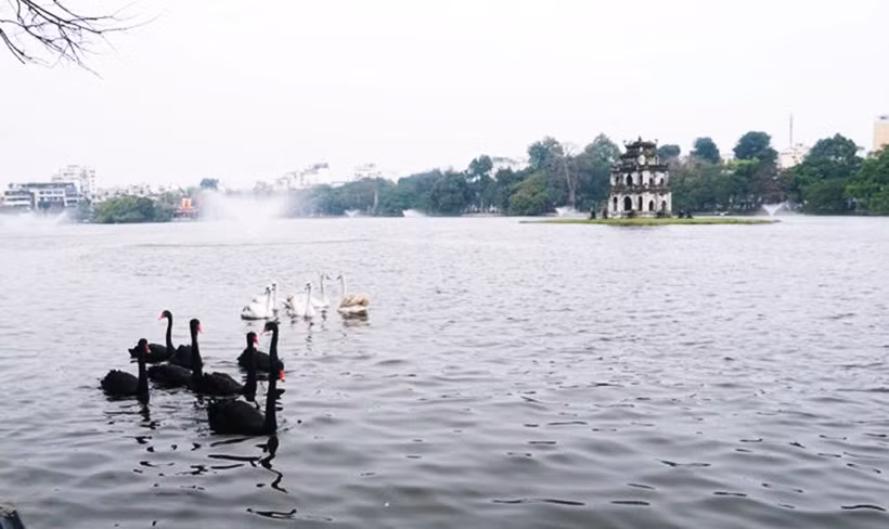 Tuy nhiên, có khá nhiều người dân khi tham quan hồ Gươm nhìn thấy thiên nga lầm tưởng là ngỗng. Một số người khác khi biết thì bày tỏ sự lo ngại cho đàn thiên nga về việc đảm bảo không bị mất trộm.