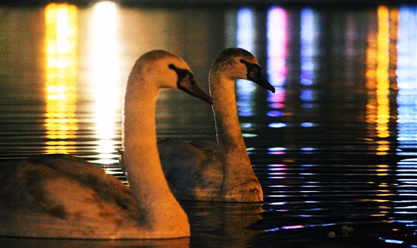 Thiên nga ở hồ Thiền Quang vẫn bơi lội trong đêm lạnh.