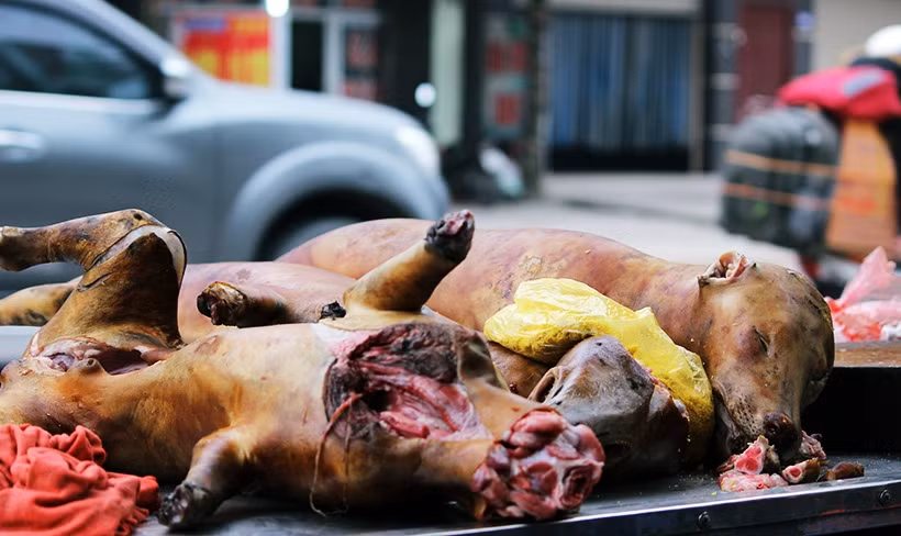 Những con chó được bày bán trên đường 32.