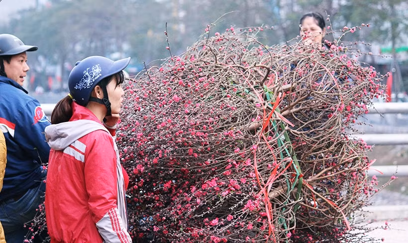 Những cành đào được cung cấp liên tục... vẫn bán hết vì giảm giá vào chiều ngày 29 Tết.