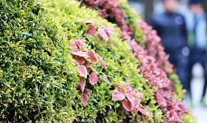 Cây hoa với những màu sắc rực rỡ được lựa chọn để trang trí lên thân mèo. Nếu người những mang tuổi mèo có một tinh thần mềm dẻo, kiên nhẫn, biết chờ thời cơ trước hành động. Nhưng những người mang tuổi mèo lại rất xung khắc với người mang tuổi Tý. Mèo còn là một loài động vật tượng trưng cho những người ăn nói nhẹ nhàng, nhiều tài năng, nhiều tham vọng và thành công trên con đường học vấn.