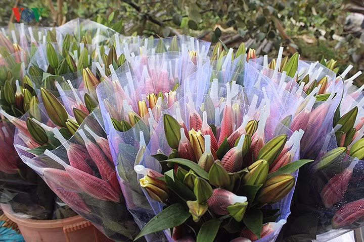 Thời điểm này, các hộ dân đang tận thu hoa để vớt vát vốn.