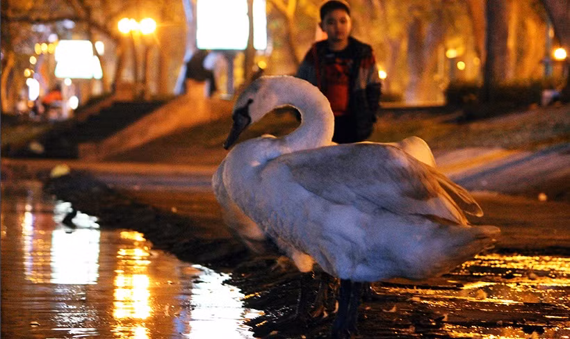 Thiên nga trắng không hề sợ hãi, chúng tỏ ra gần gũi với con người.